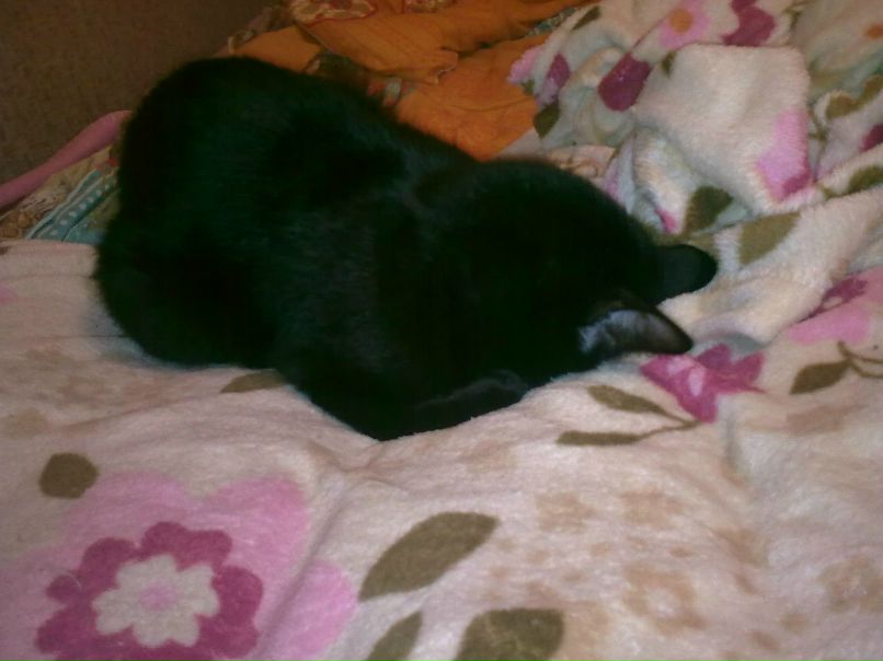 Джамиля Михеева | Великий Новгород