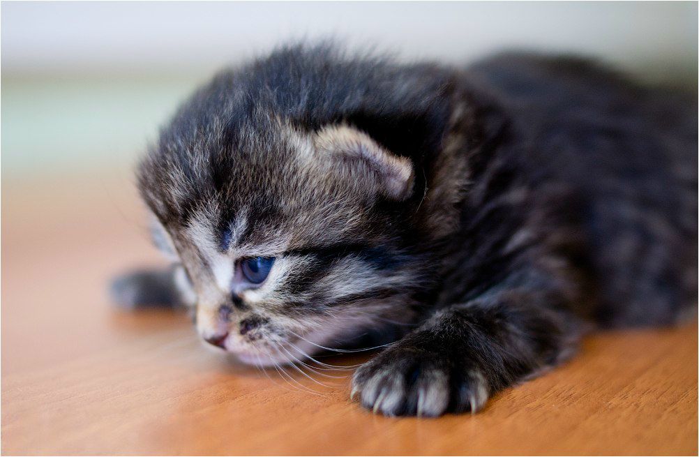 Илья Варивченко [viv] | Иваново