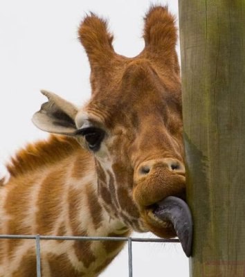 Юлия Горенкова Элвис | Великий Новгород