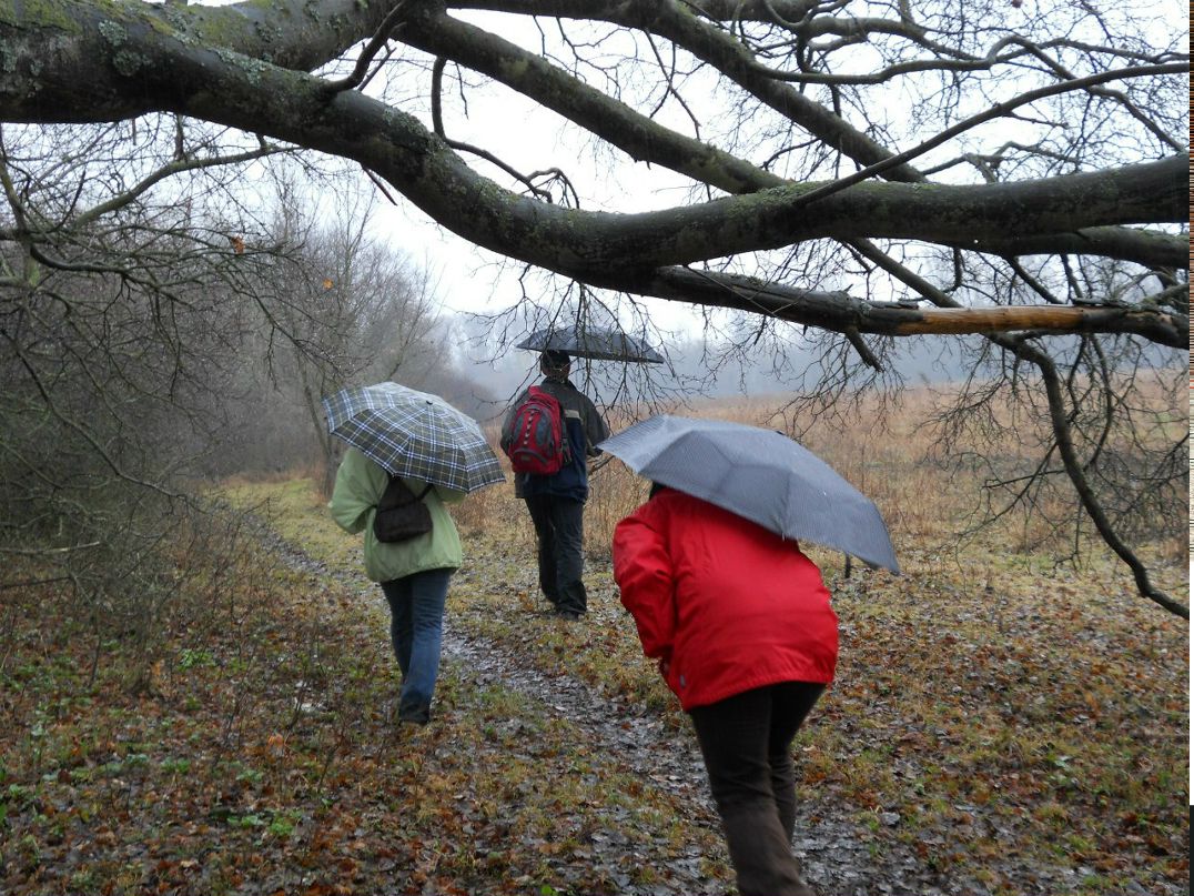 Ольга Кольцова | 