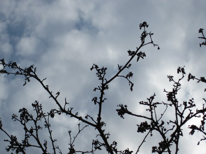 Мария Ботвиньева АнгинКа | Великий Новгород