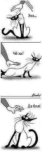 Анна Рой | Новосибирск