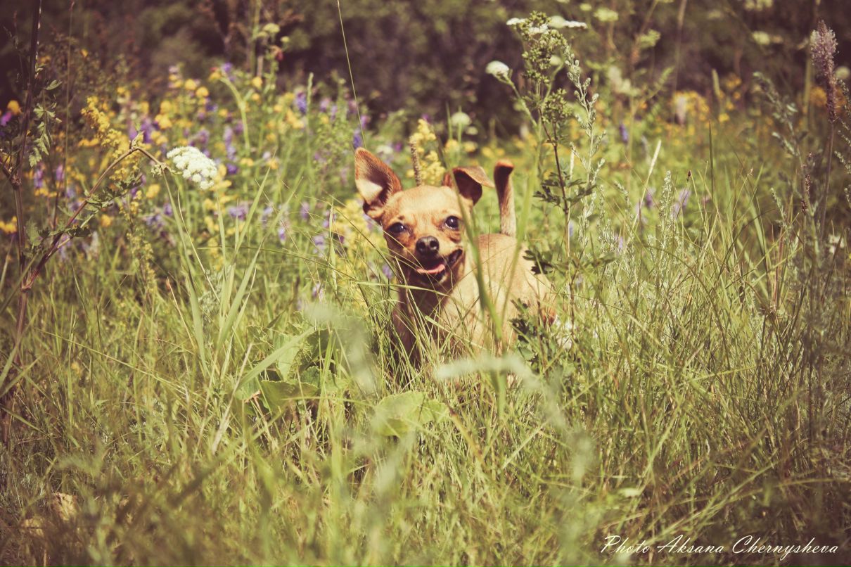 Александр Никитич | Омск