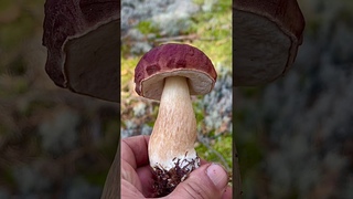 Грибники НАПАЛИ на СЛЕД БАРАБИНГИ! Такого НЕ ОЖИДАЛИ! Вот ТАК ПОВЕЗЛО! Сказочная Карелия