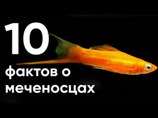 10 главных фактов о меченосцах