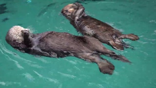 Sealebrate Sea Otters