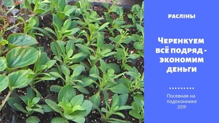 Черенкуем всё подряд - экономим деньги