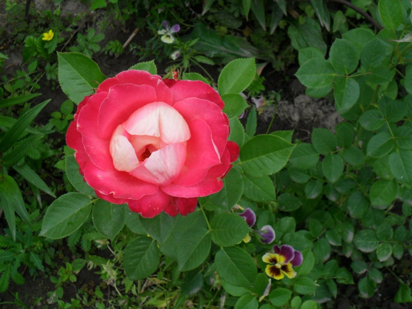 Екатерина Белоусова | Калуга