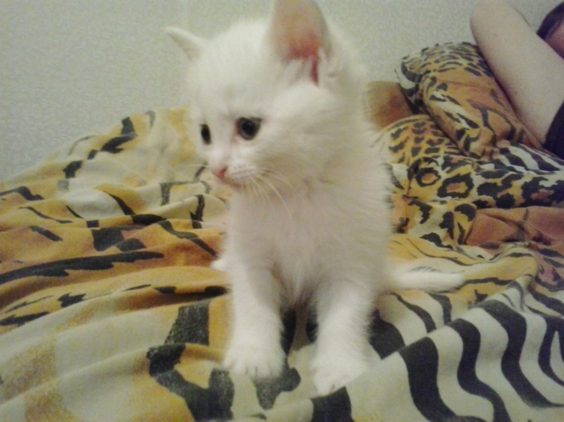 Нина Солнышко Karika | Петропавловск