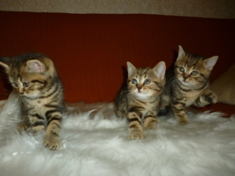 Елена Матвиенко | Краснодар