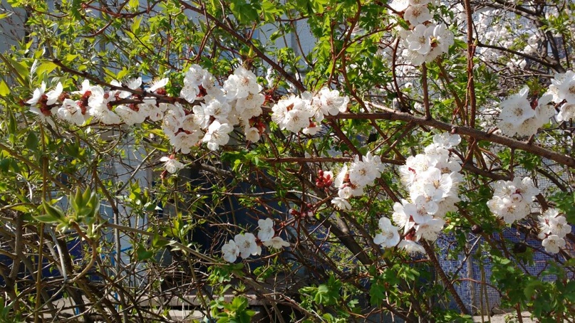 Людмила Афонина | Тольятти