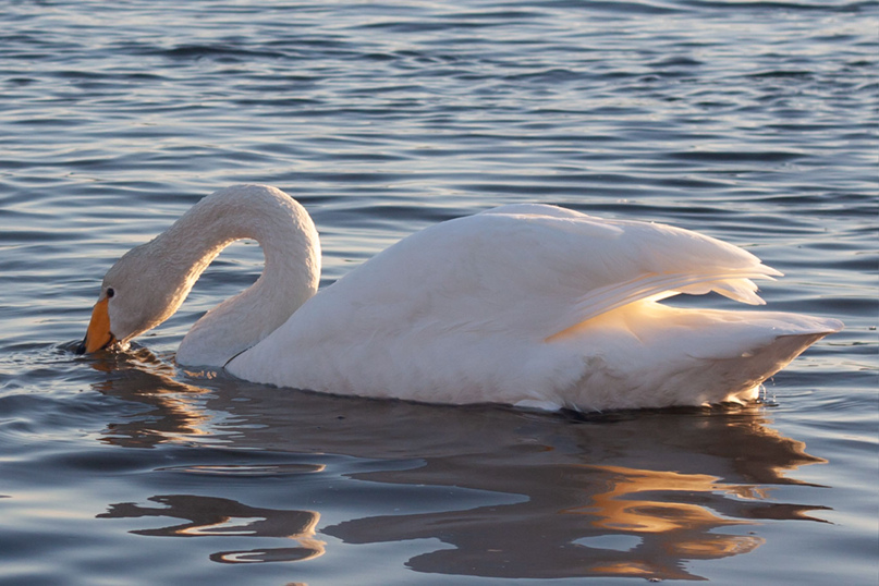 Максим Сердюков | Южно-Сахалинск