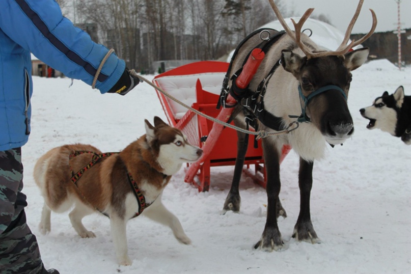 Светлана Мамедова | Москва