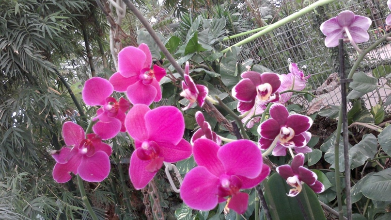 Федор Андреев | Петах Тиква