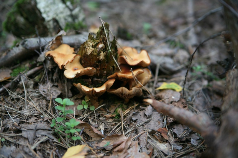 Sergey Mikheyev | Санкт-Петербург