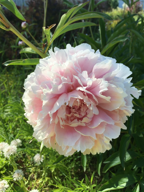 Елена Одинокова | Йошкар-Ола