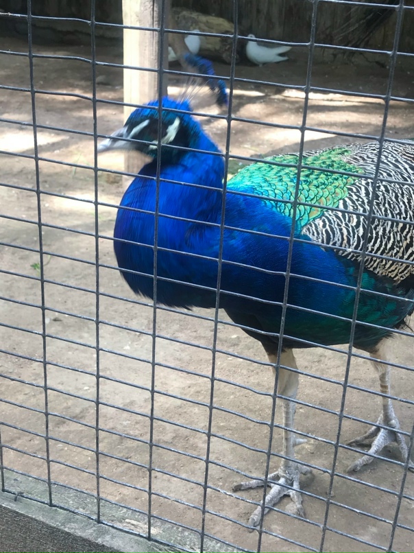 Катерина Сергеева | Псков