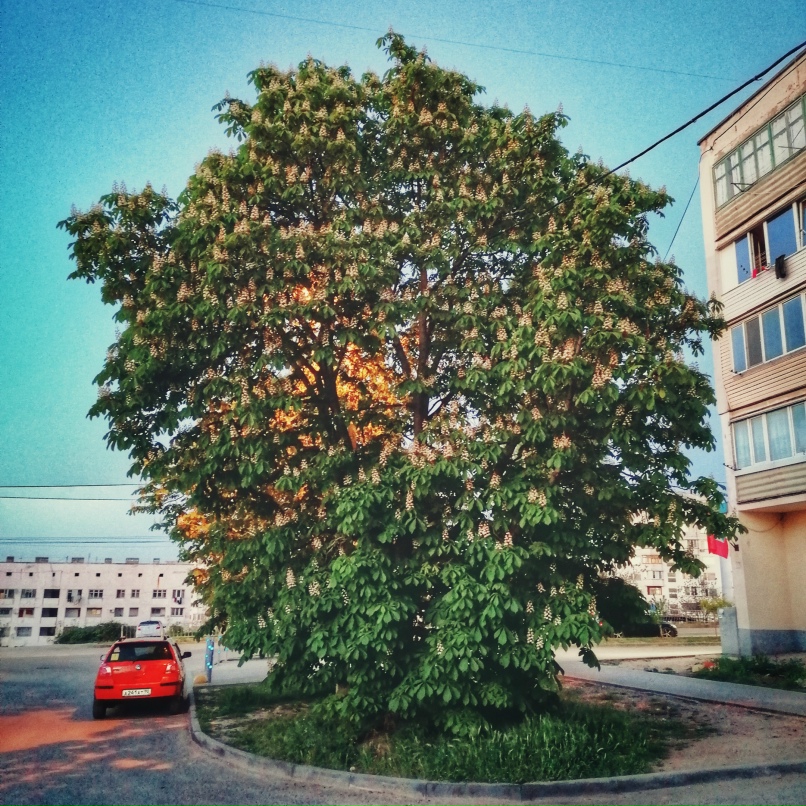 Алексей Пархомов | Севастополь