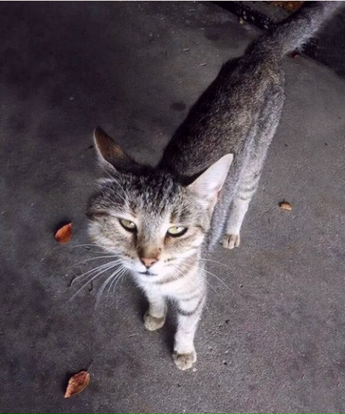 Твоё лицо, когда играл с пчёлками и проигралленты пушистость повысим вашейЗабавные животные ❤