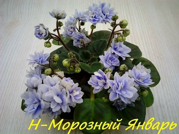 Ав меренги фиалка - CoffeePapa.ru