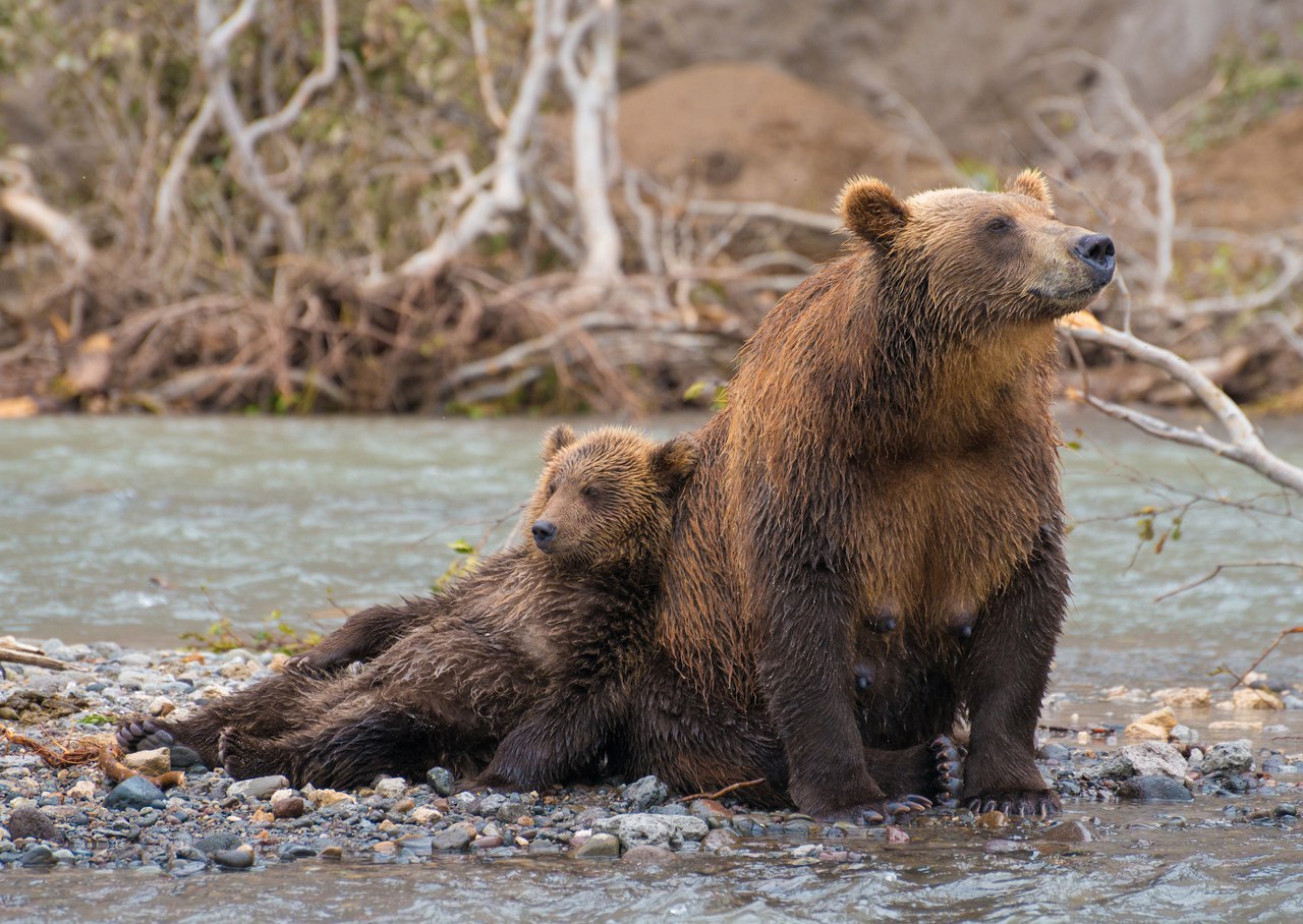 Камчатский бурый медведь фото Камчатский бурый медведь фото