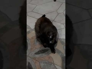 Кошка Беня моет мордочку.