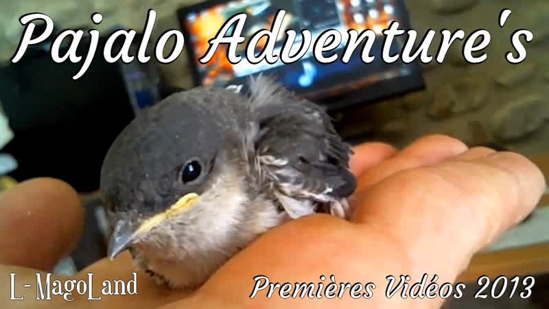 002) PAJALO Bébé Oiseau. (Été 2013 à le