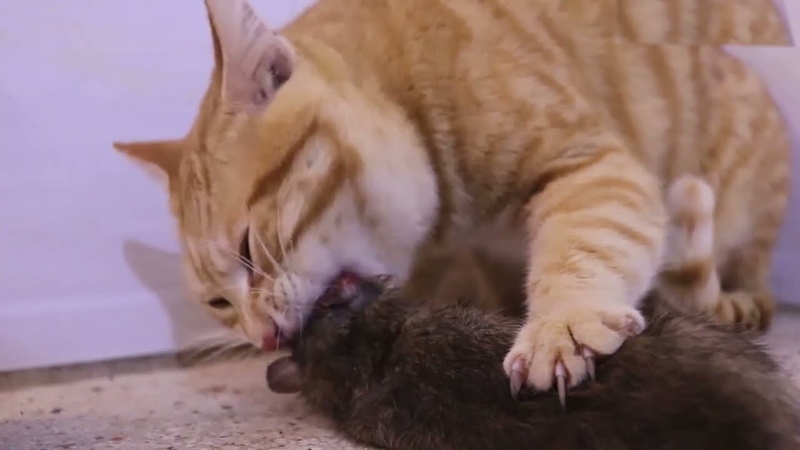 CAT VS HUGE MOUSE, ASMR, V8 engine CAT EATS MOUSE ALIVE, RAT EATEN BY CAT, Wild Kitty