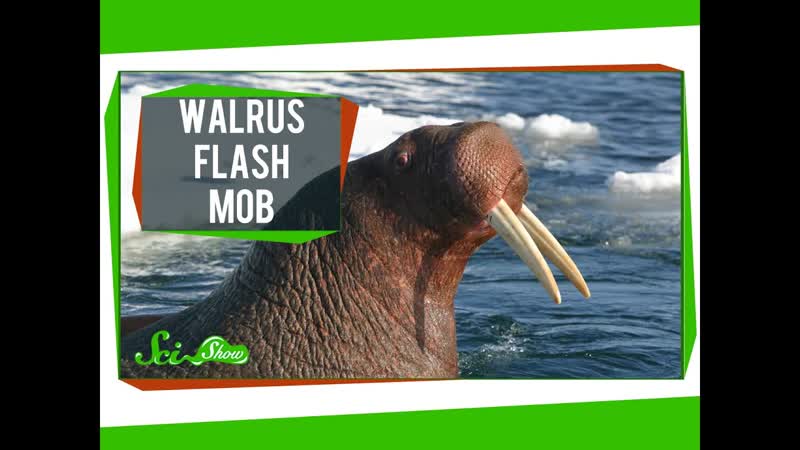 Walrus Flash Mob 20 Years of Pot