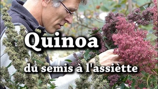 Quinoa du Jardin : Semer, Cultiver, Rcolter, Prparer et en Manger