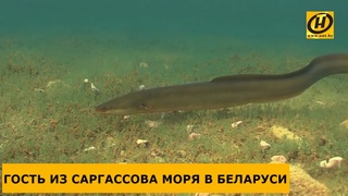 Угорь - редкая и ценная рыба