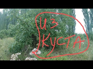 Из куста!