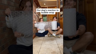Which one was your favorite reaction  #dog #greatdane #husky #funnyanimals #funnydogs