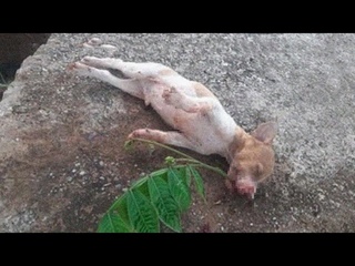 Puppy Can't Eat Tree Branch But When The Owner's Son Upset He Justed Want To Try...