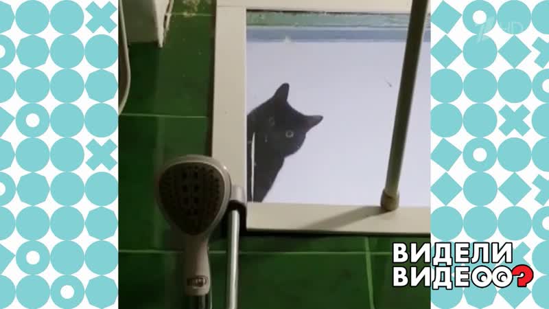 Хозяин под кошачьим контролем. Видели видео Фрагмент