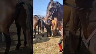 Мощный Конь / Мыты Айыр / A Powerful Horse #shorts #stallion #horse #рек
