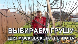 выбираем груши для Подмосковья