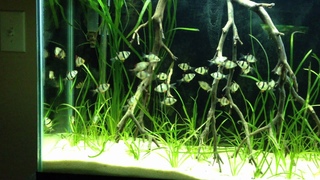 Tiger Barb