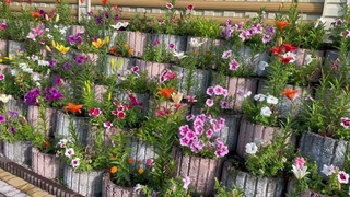 Красочные лилии и прекрасная музыка !!!🌺☘️🌺