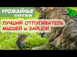 Мыши и зайцы УЙДУТ САМИ!  СОВЕРШЕННО БЕСПЛАТНО! КРАЙНИЙ РЕПЕЛЛЕНТ.