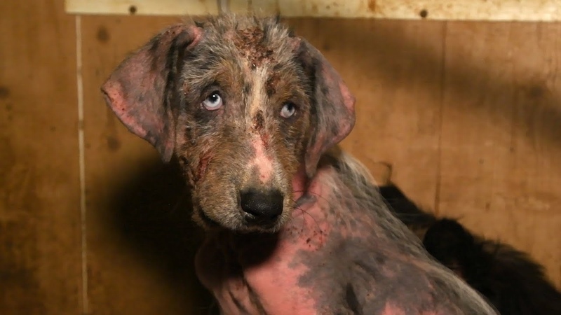 Meet Breezy, rescued from a large scale