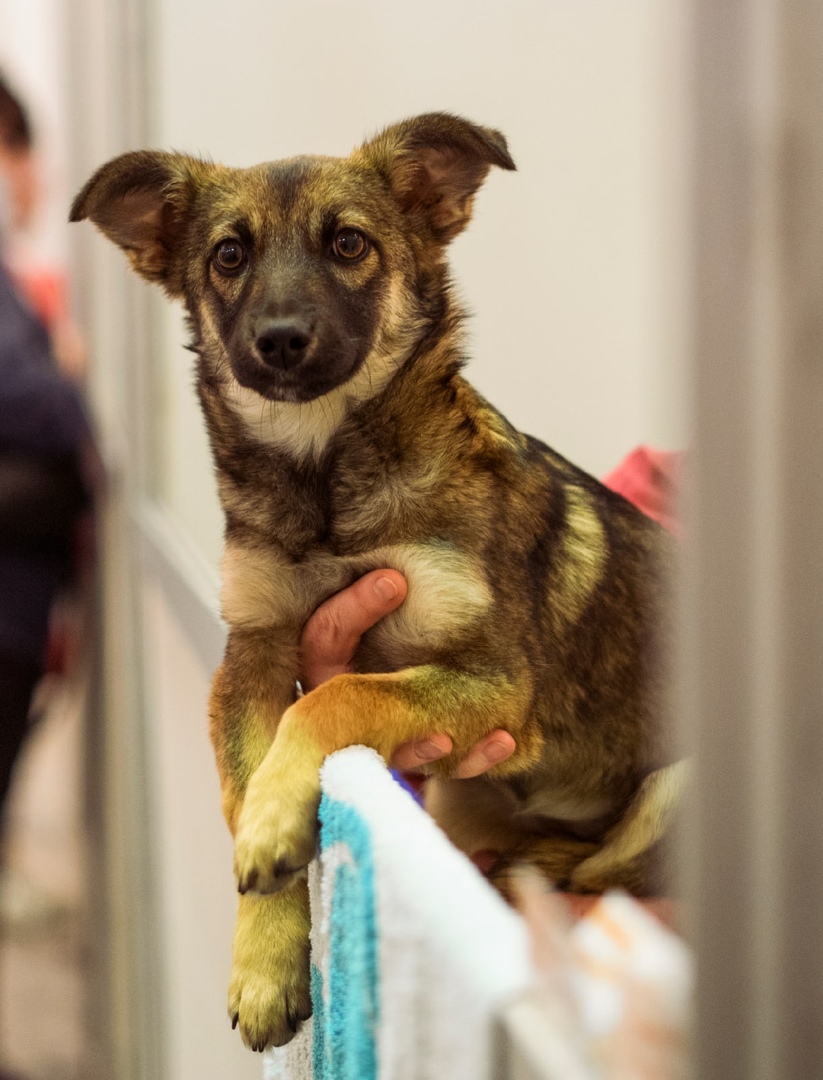Бездомные животные. Собаку в каждый дом. Каждой собаке нужен дом рисунки. Домашние любимцы. Загляни в собаку.