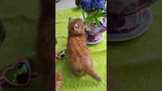 С ПРАЗДНИКОМ, ДЕВОЧКИ!!! 🌸🌸🌸