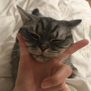 Ha4to котики. Котики Эстетика. Котята Эстетика. Милый кот Эстетика. Кошачья Эстетика