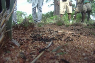 Army ants attack termites in Africa