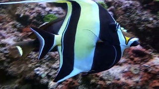 🐟Moorish Idol in a Tropical Coral Reef Aquarium, Gdynia Oceanarium / Akwarium Gdyńskie