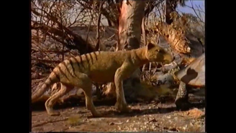 Prehistoric Australia, Ray Harryhausen